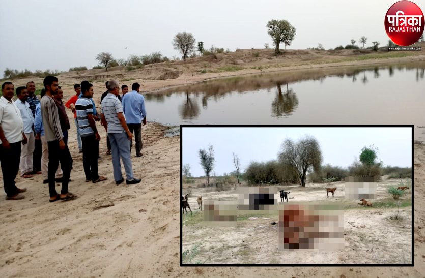 Cows died due to drinking pond water in Jaitaran of Pali district