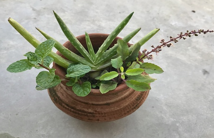 herbal plants