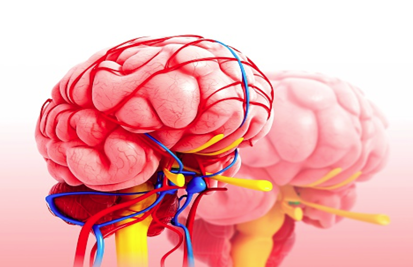 hypothalamus