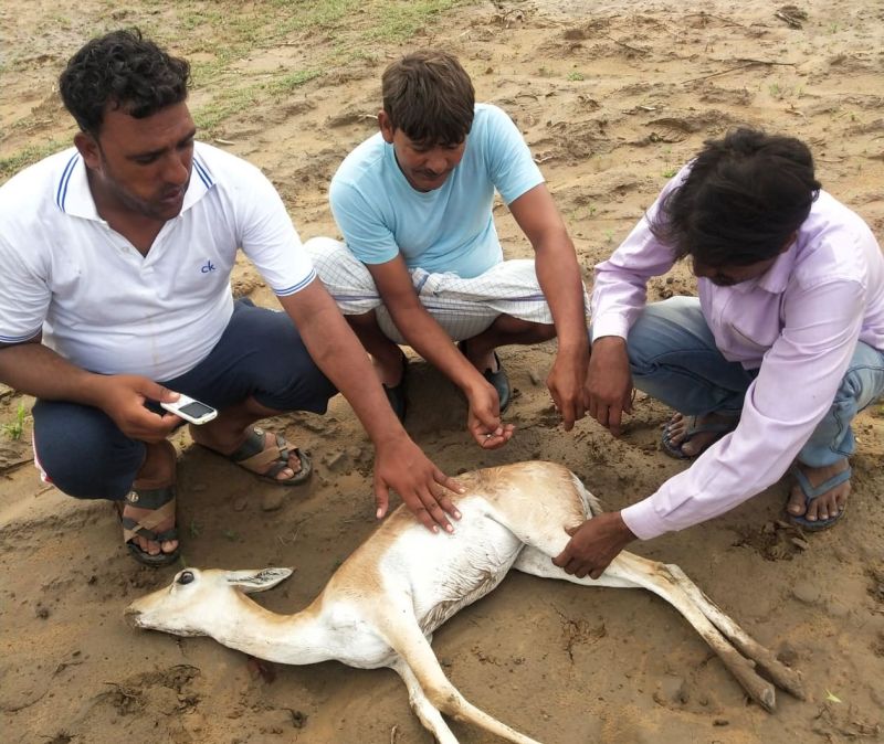 hindaun karauli news