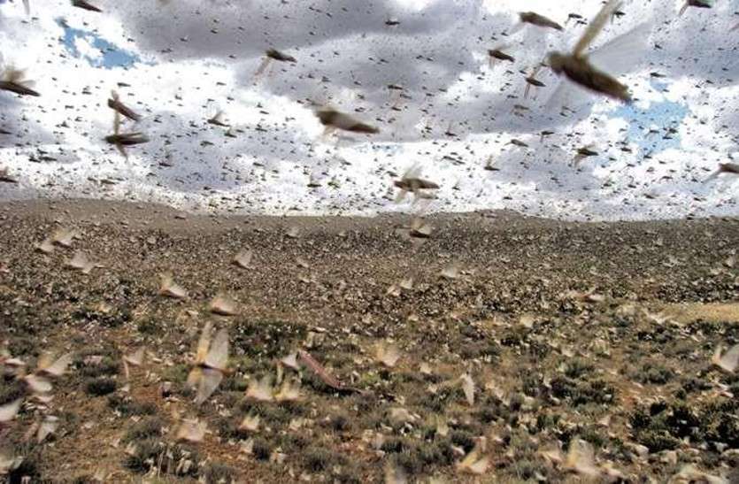 Locust attack in Rajasthan  