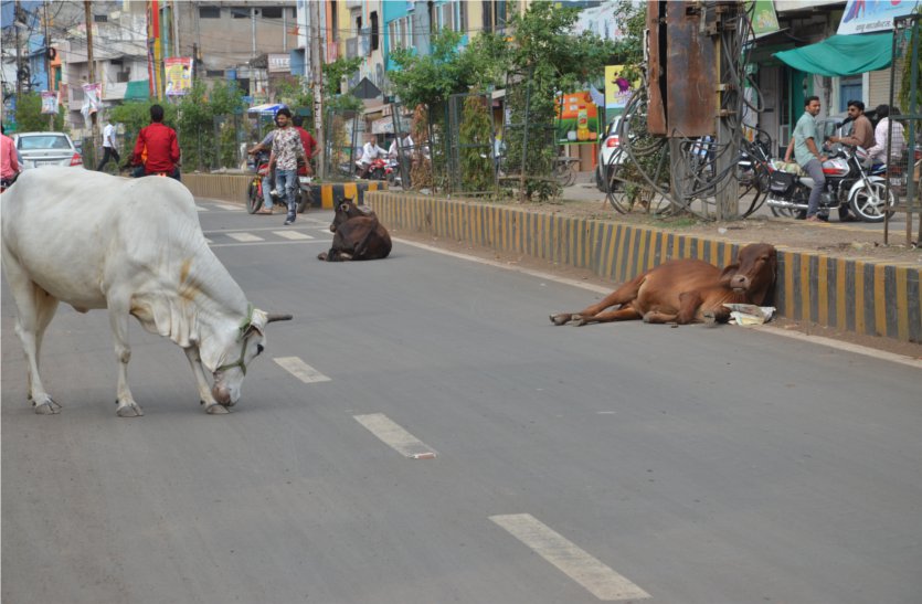 Stray cattle walking on main roads