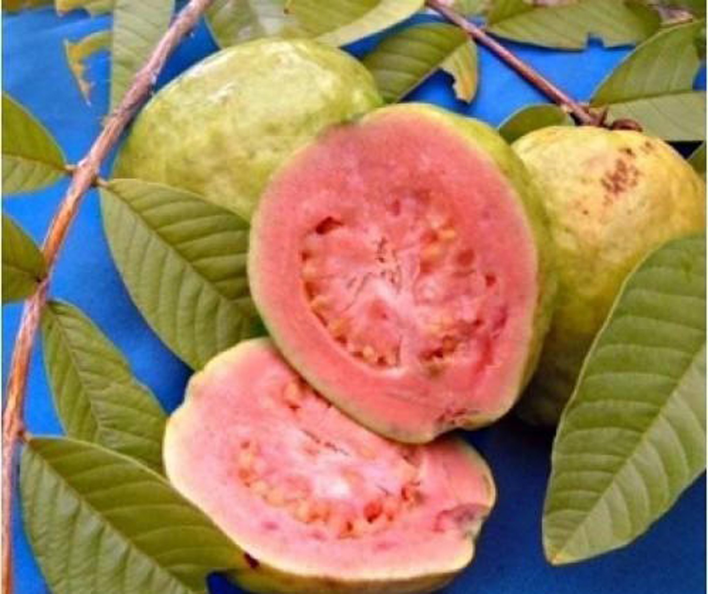 lalit guava