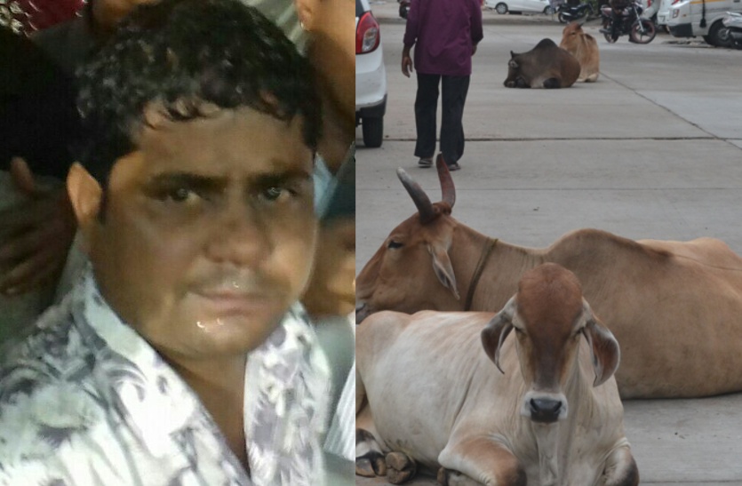 Stray cow attacked on people