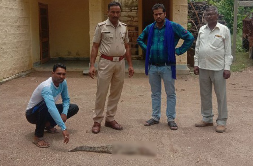 घर के आंगन में घुसा मगरमच्छ पर किसान ने बरसाई ताबड़तोड़ लाठियां, पीट-पीट कर उतार डाला मौत के घाट