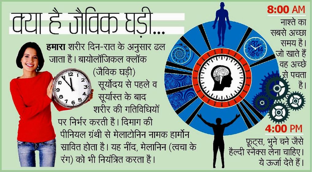 biological clock