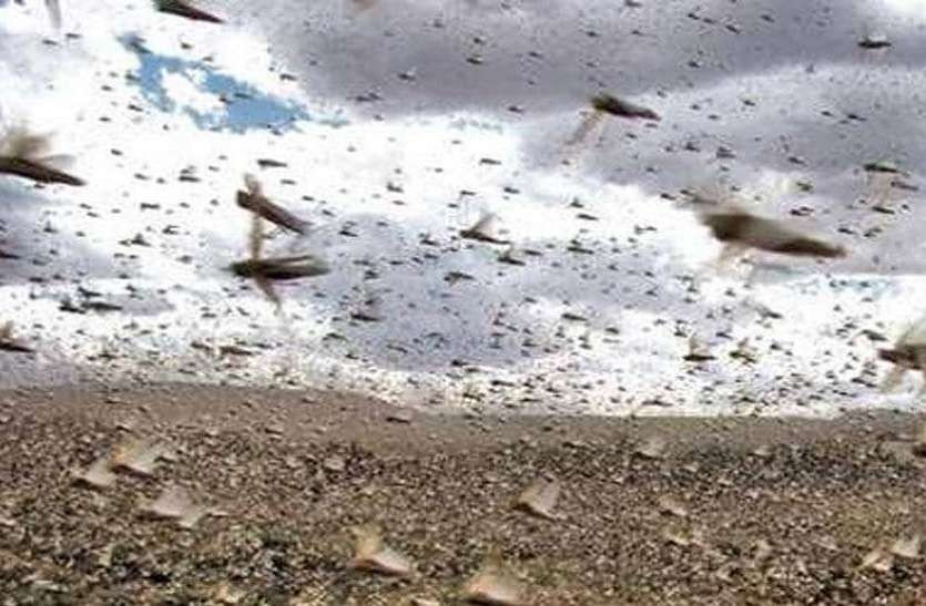 Locusts from Pakistan entered Rajasthan, Farmers in tension