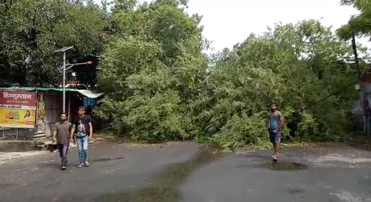 VIDEO: बारिश से जलमग्न हुआ शहर, पेड़ गिरने से युवक घायल