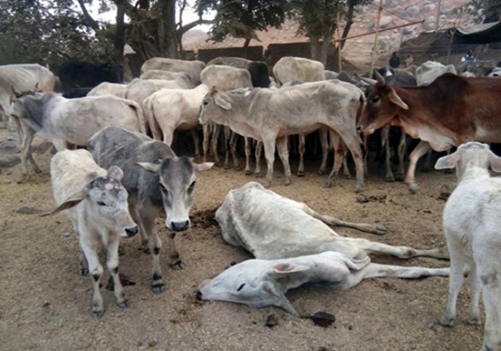 cattle death