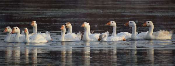 See the turtle of ducks in Titharaj Machchund.