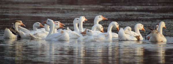See the turtle of ducks in Titharaj Machchund.