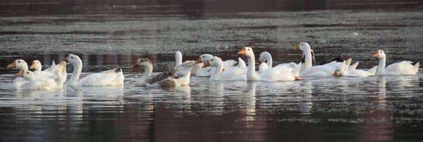 See the turtle of ducks in Titharaj Machchund.