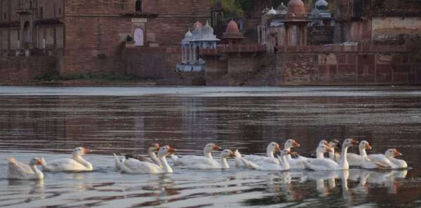 See the turtle of ducks in Titharaj Machchund.