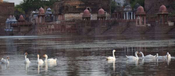 See the turtle of ducks in Titharaj Machchund.