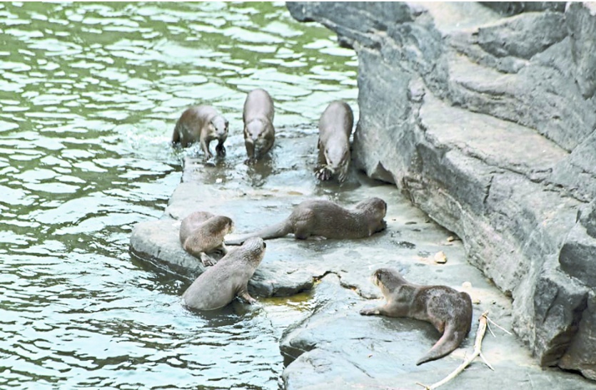 Beaver in bhainsrorgarh Century