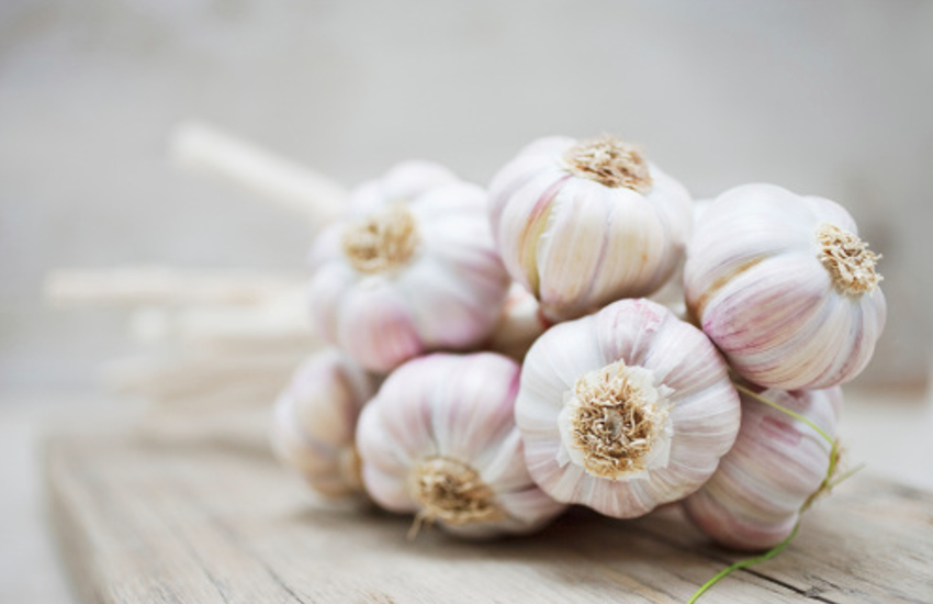 garlic