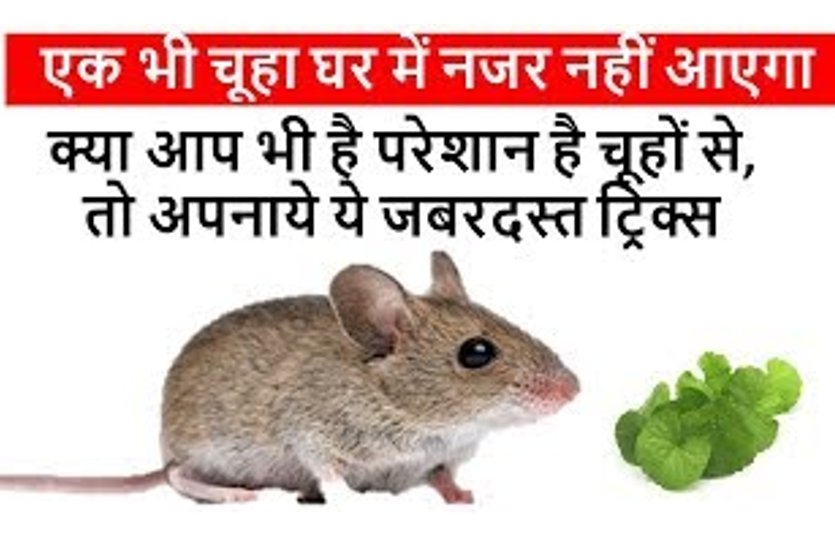 get rid rat Home remedies in hindi