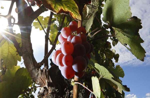 japan ruby roman bunch sold
