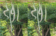 snake groud