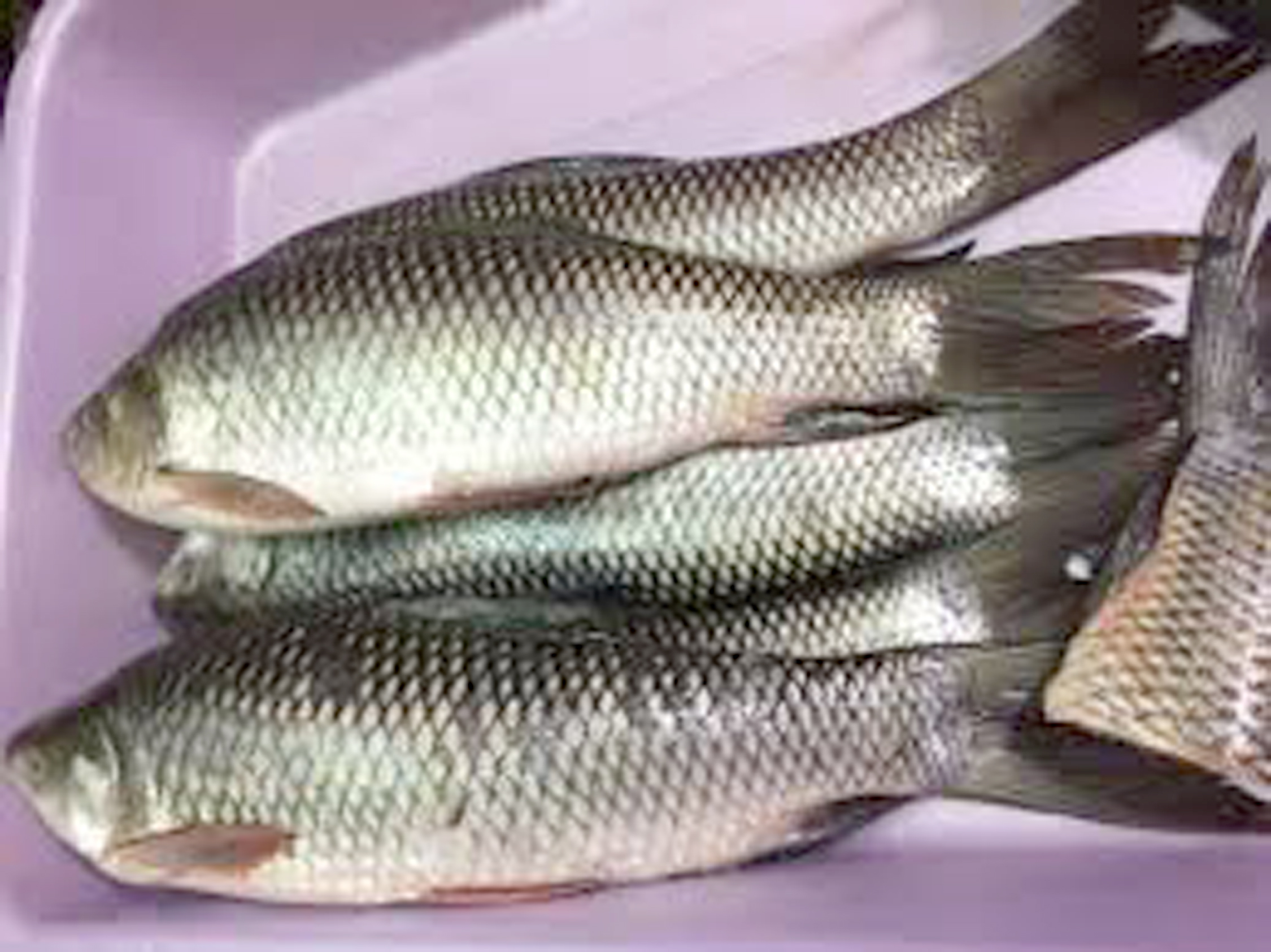 channa fish in kanpur