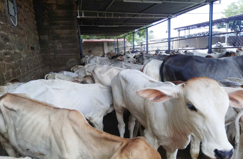 government issued money for the welfare of gau shala of gwalior