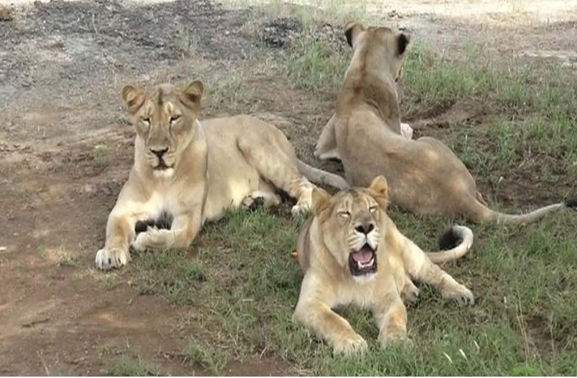 Seven Lions Coming Soon in Lion Safari Park Etawah News in Hindi