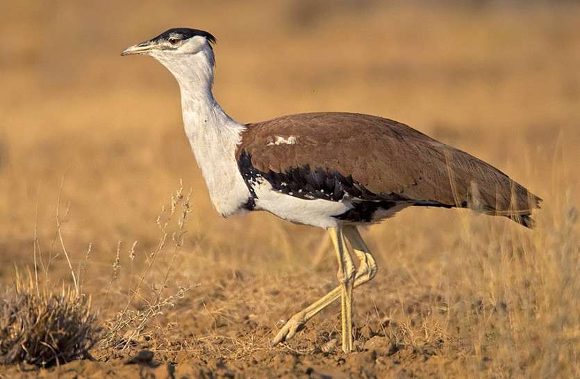 Rajasthan State Bird
