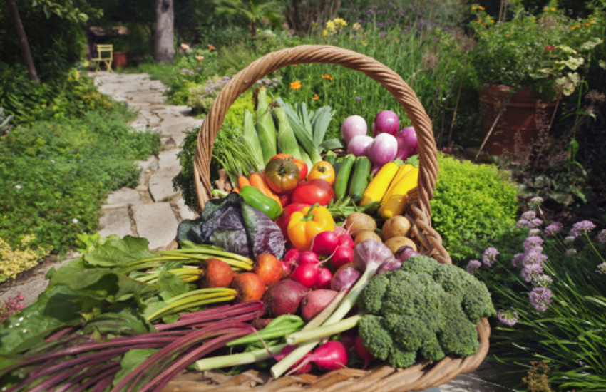 colourful fruits