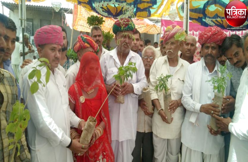 Plants distributed in marriage ceremony in Pali Rajasthan