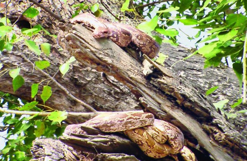 Python in tree
