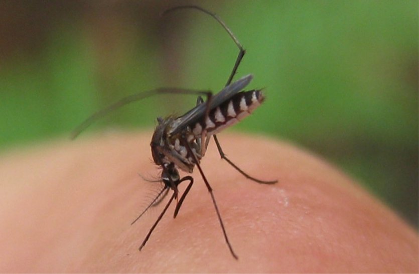 In the last two years, there has been a reduction in hybrids, now it will be given the medicine of malaria