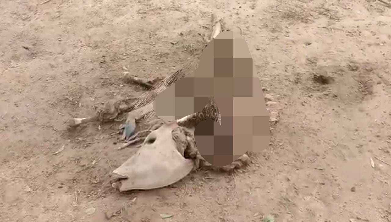 Govansh plight is happening Ayodhya in government of Yogi Adityanath