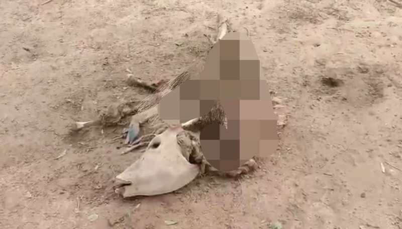 Govansh plight is happening Ayodhya in government of Yogi Adityanath