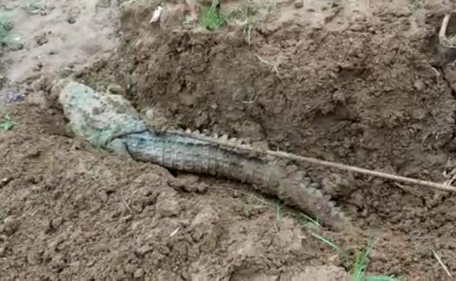 Crocodile enters Jharia Tola village of Chitrangi