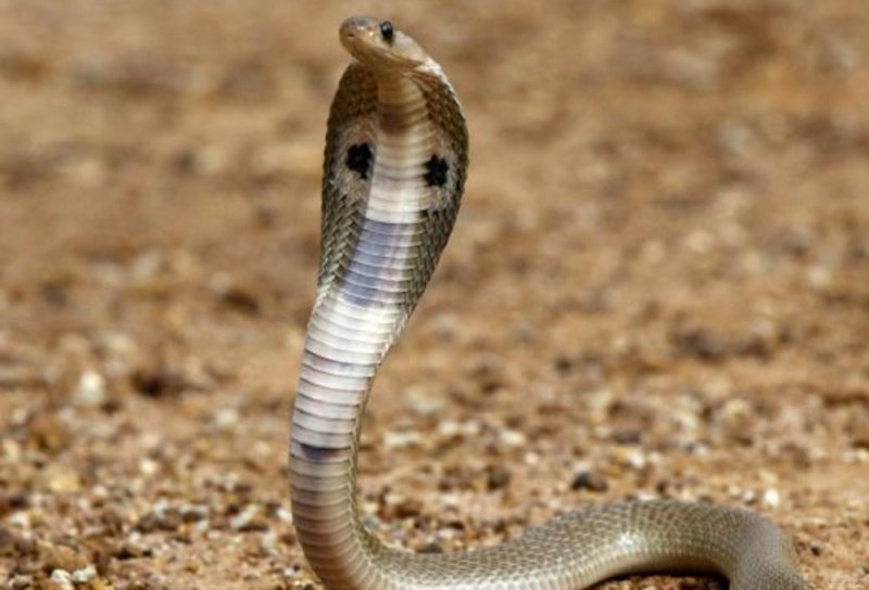 This method will be saved on snakebite.