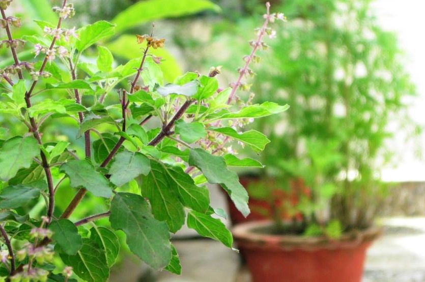 get rid of mosquitoes, tulsi plant, lavender plant, marigold plant, neem plant, home remedies in hihdi, the prevention of mosquitoes