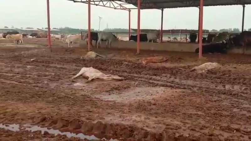 Pawan Panday Statment On death of cow in Nagar Nigam Ayodhya cowshed