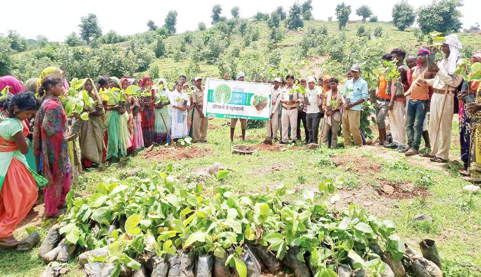 Patrika Harit Pradesh Campaign in Singrauli, villagers did planting