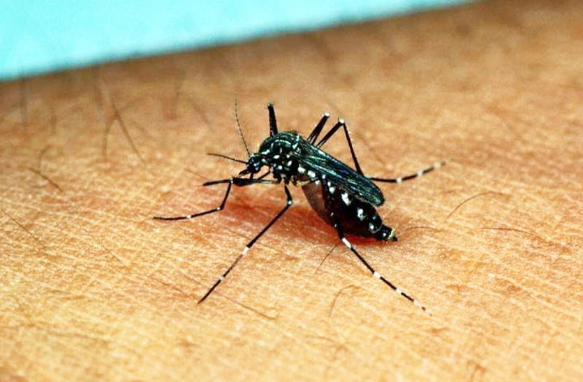 malaria and dengue spread in gwalior in monsoon season
