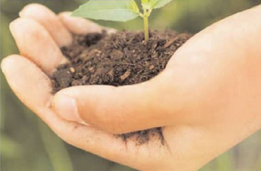 tree plantation: 30 lakh trees dead for lake of effective monitoring