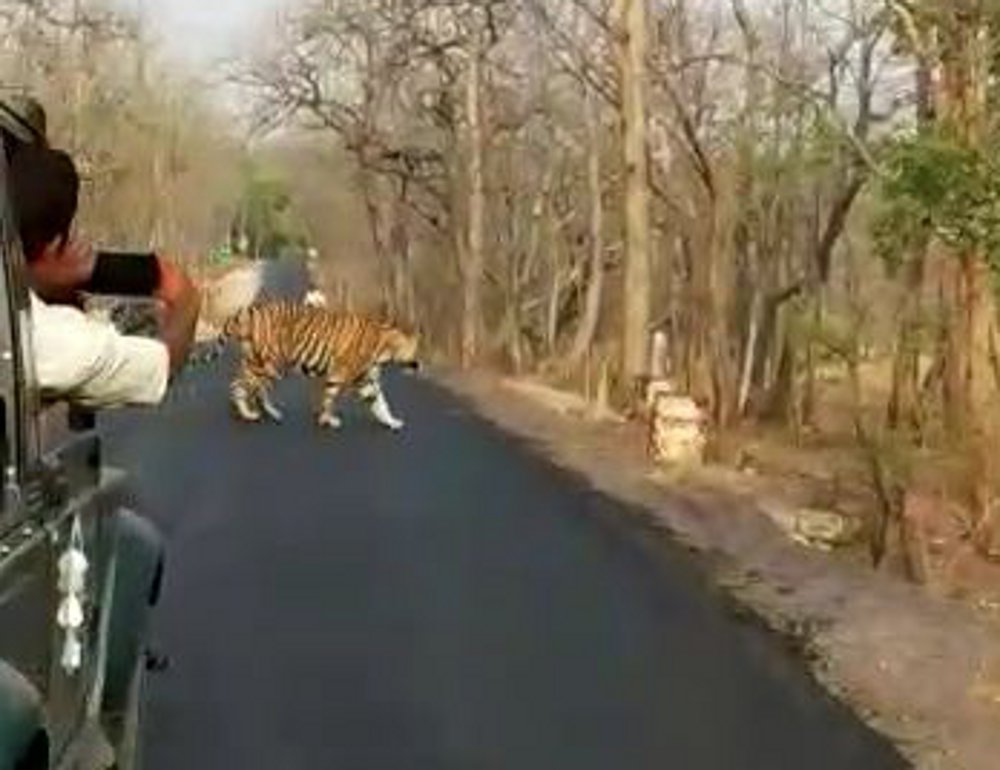  Tiger in this district of MP will be easily seen on the road