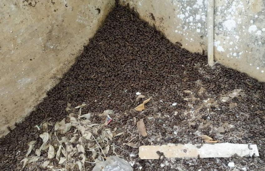 500 houses have people disturbed by insects