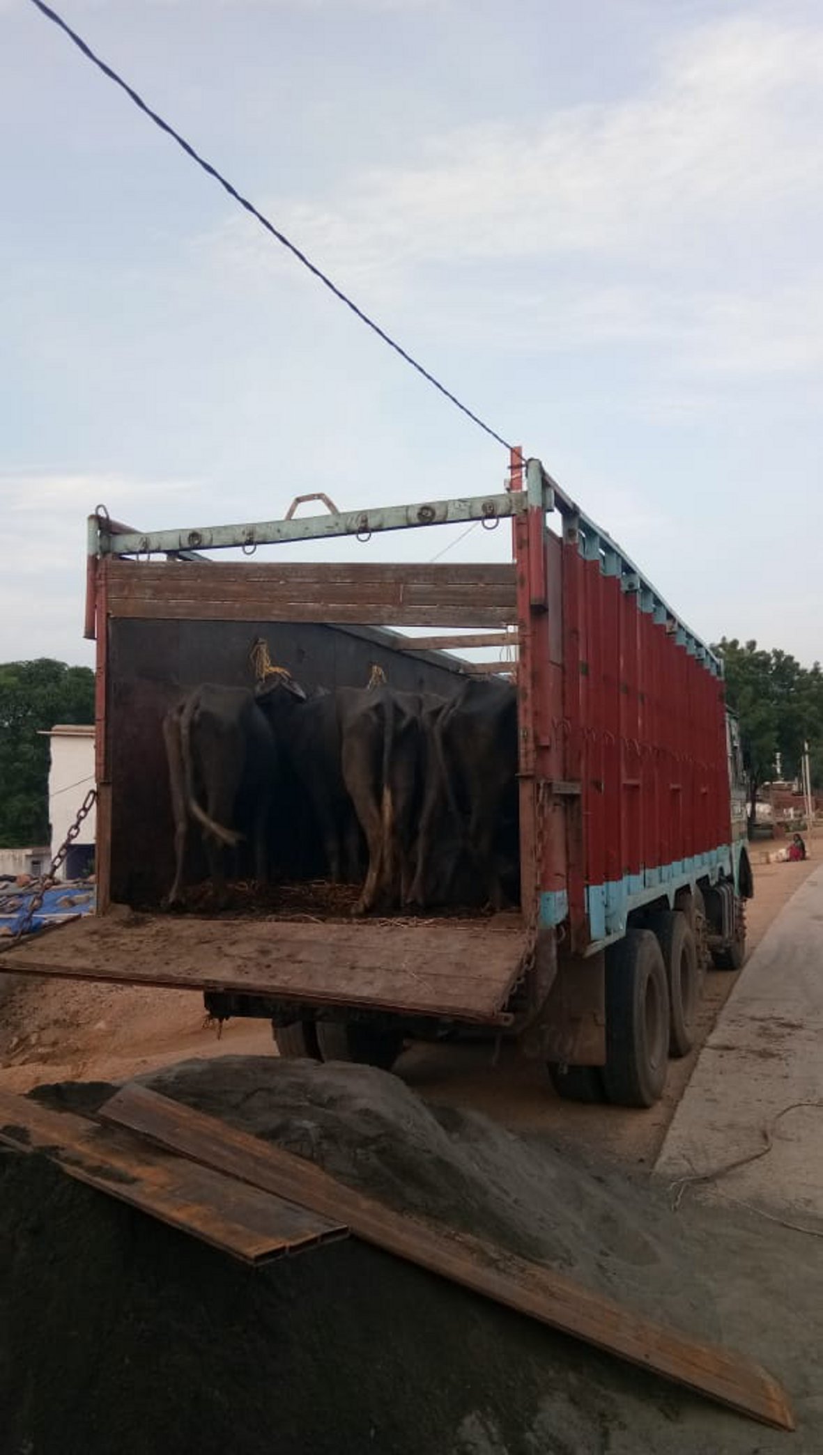 Animal smuggling by truk