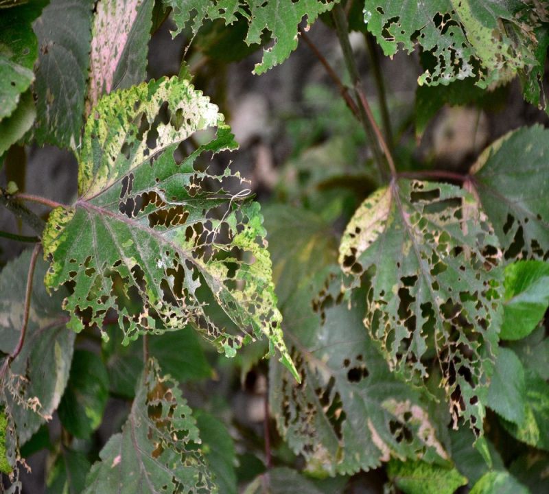 बीकानेर में आंधी से बेकाबू हो रही टिड्डी, पहुंचा रही नुकसान