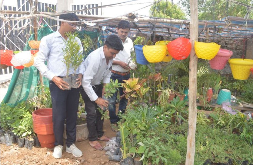 Plantation : Sale of stopped plants with rain stoppage