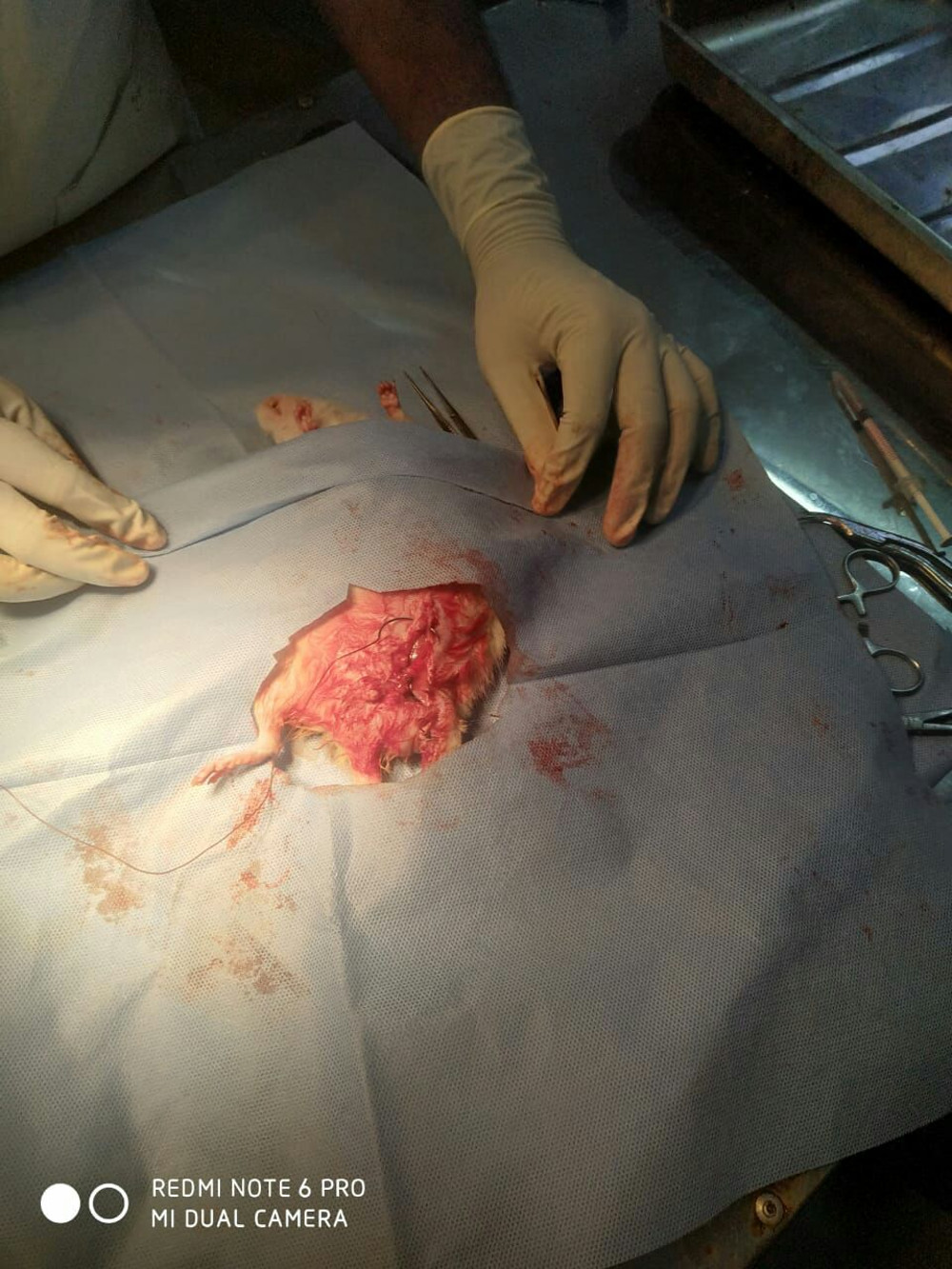 चूहे के पेट से 70 ग्राम तो कुत्ते के पेट से निकला आधा किलो का ट्यूमर