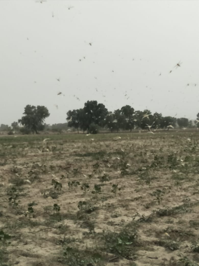 locust attack in jaitpur bikaner rajasthan