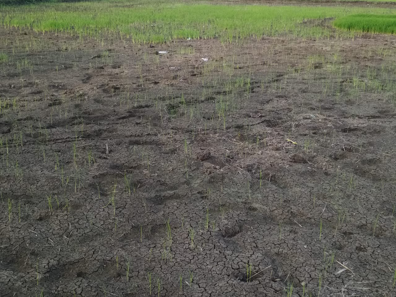 Rain water dried in field