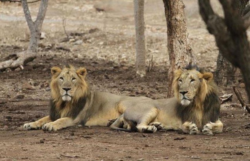 illegal lion show, Gir forests