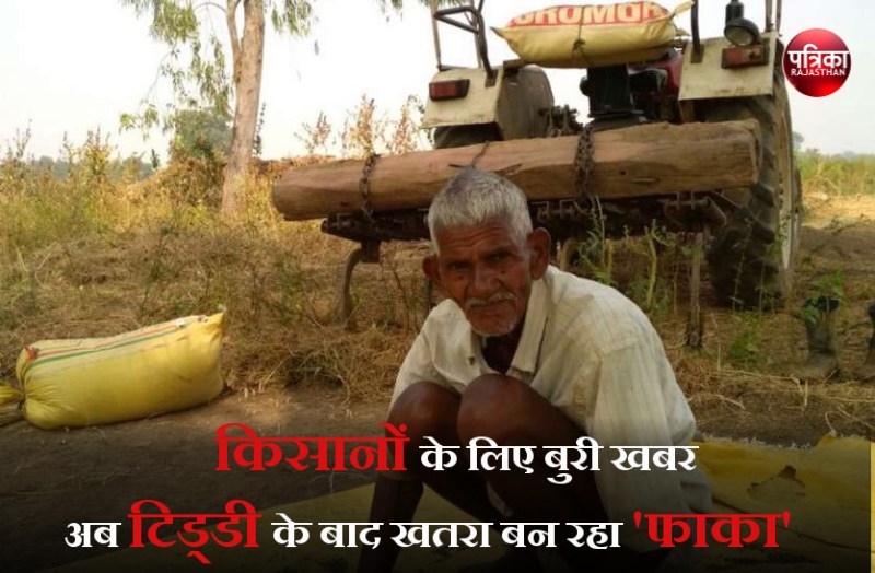 Bad news for farmers, locust attack in rajasthan